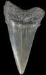 Large Fossil Mako Shark Tooth - Georgia #39278-1